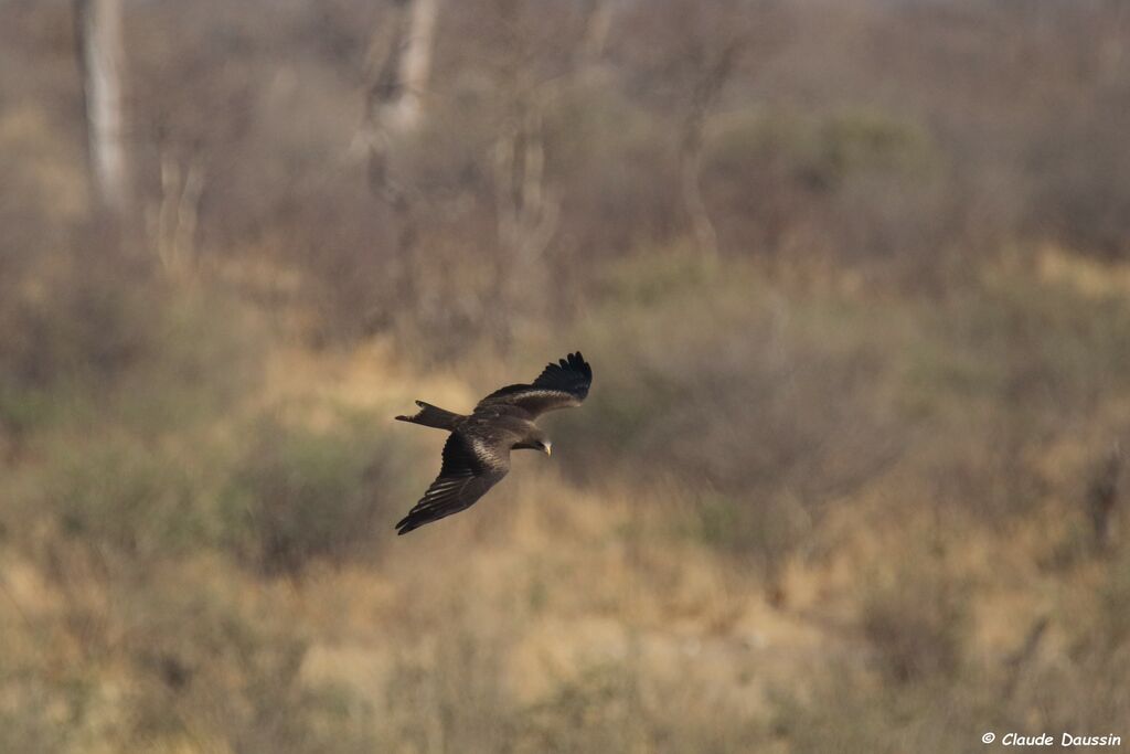 Yellow-billed Kite