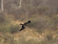 Yellow-billed Kite