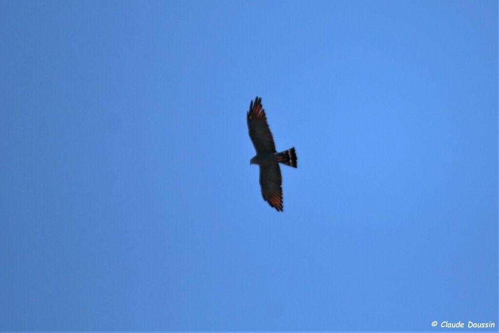 Plumbeous Kite