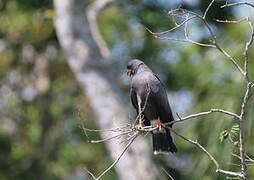 Snail Kite