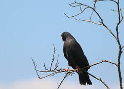 Snail Kite