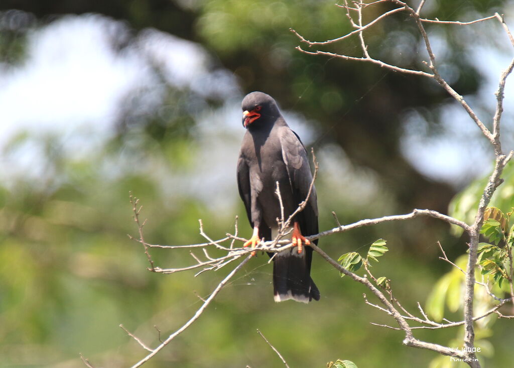 Snail Kite