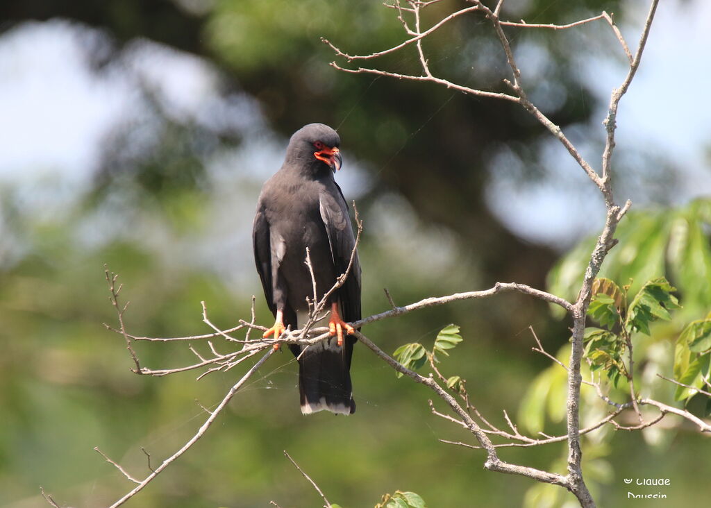 Snail Kite