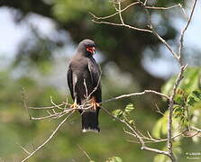 Snail Kite