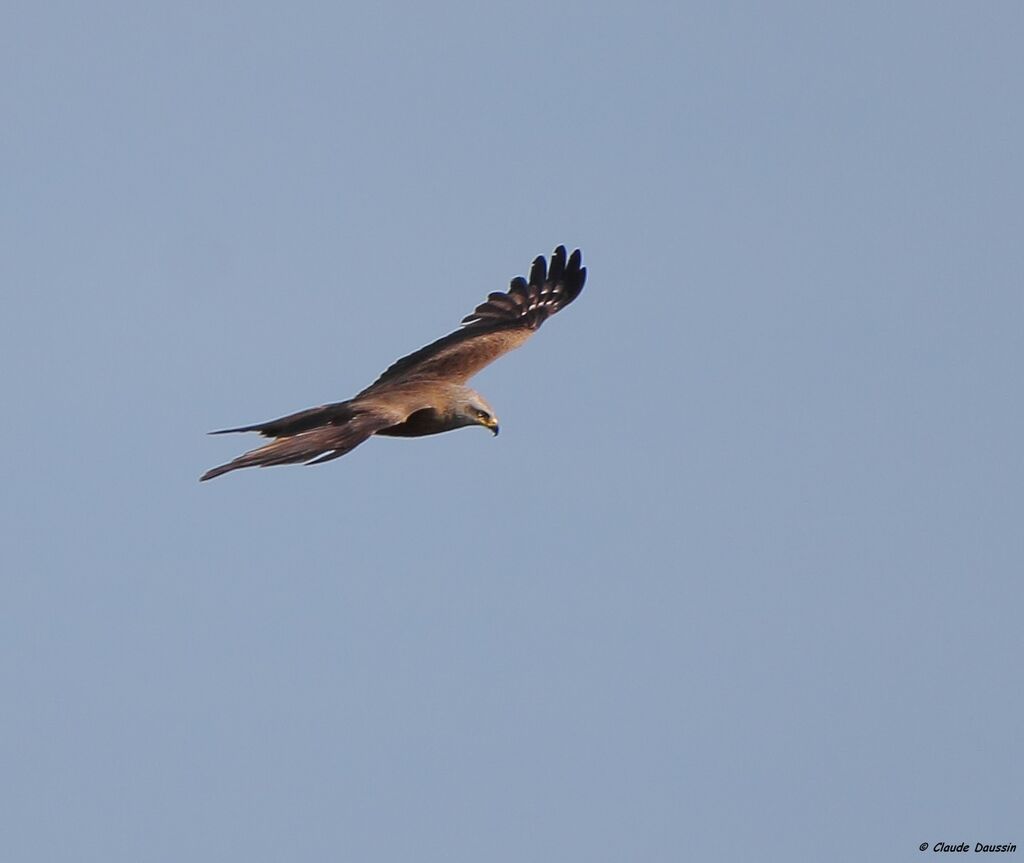 Black Kite