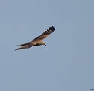 Black Kite