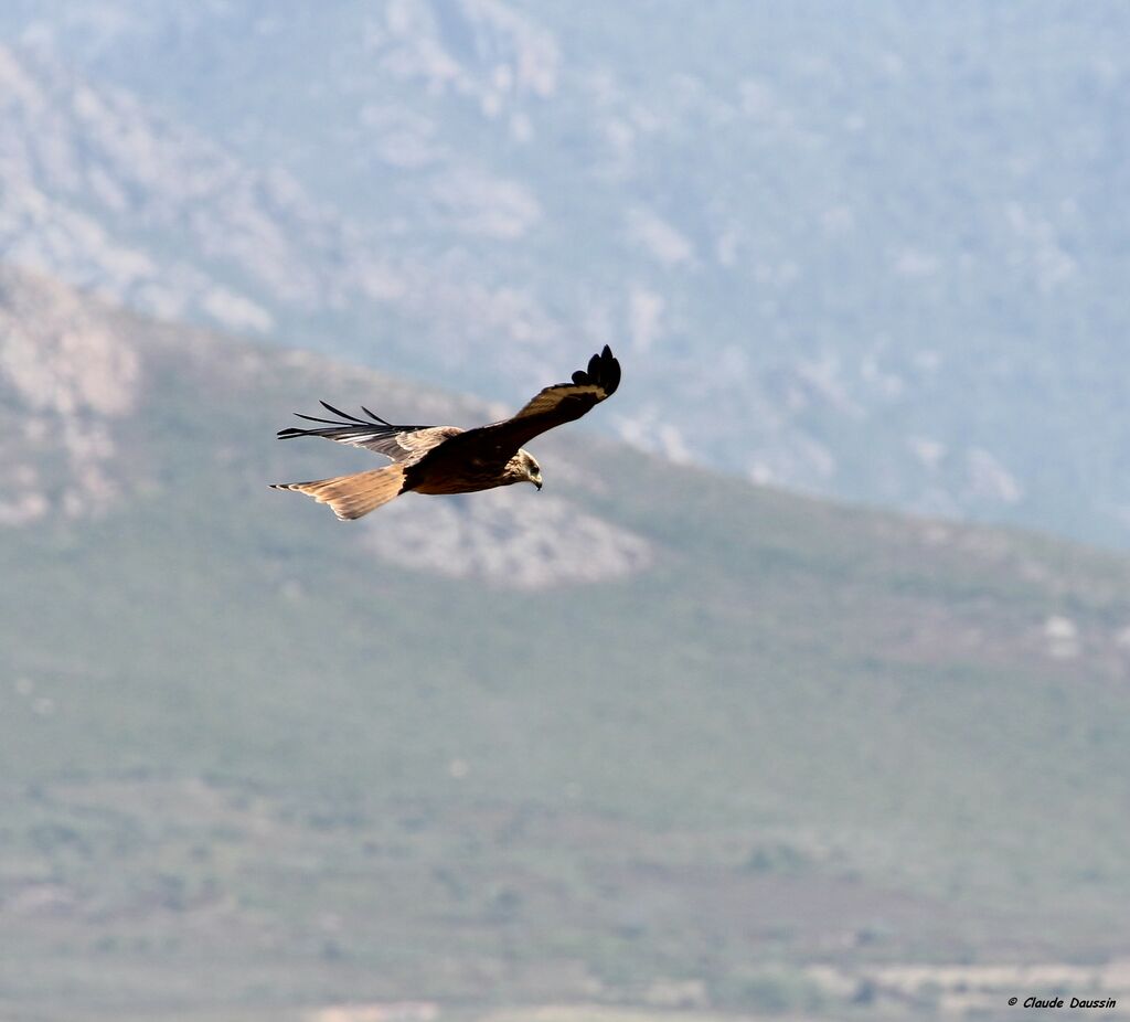 Red Kite