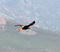 Red Kite