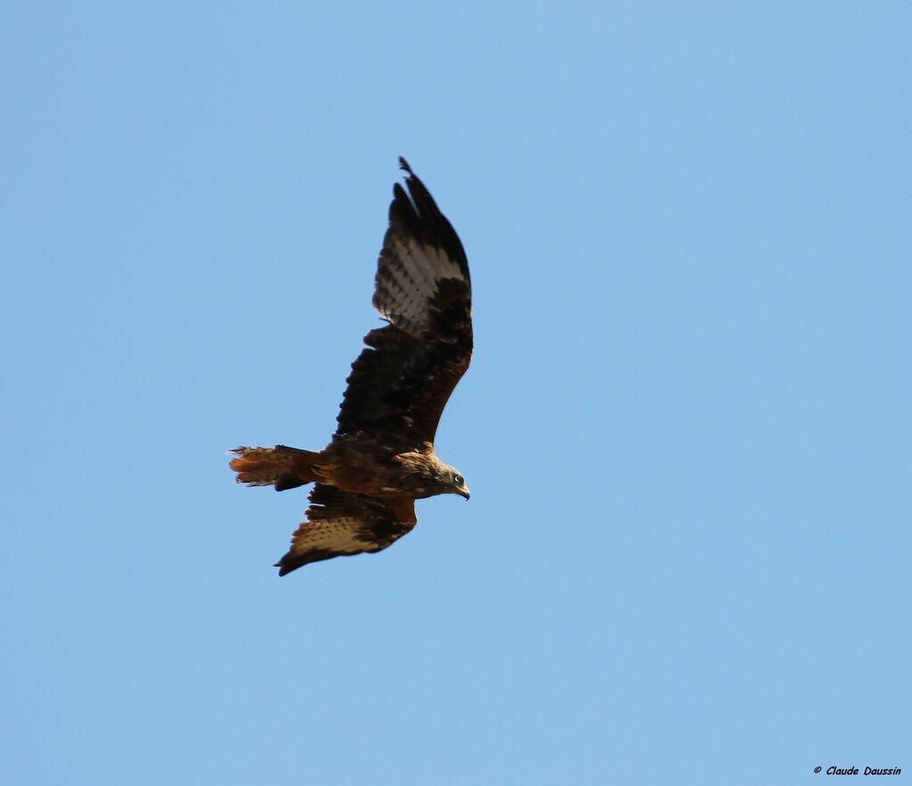 Red Kite