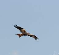 Red Kite