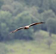 Red Kite