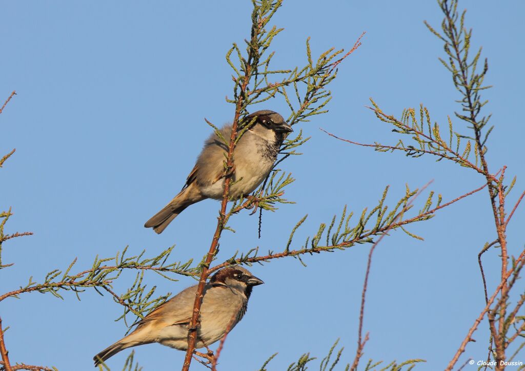 House Sparrow