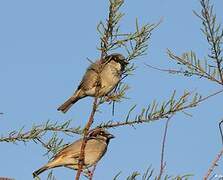 Moineau domestique