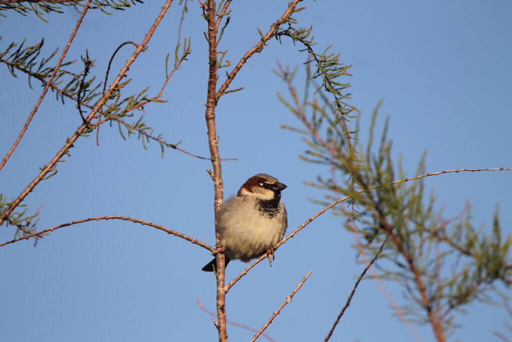 Moineau domestique