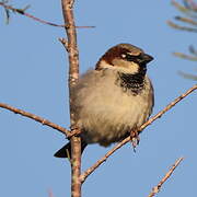 House Sparrow