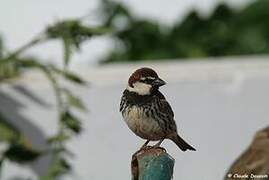 Spanish Sparrow