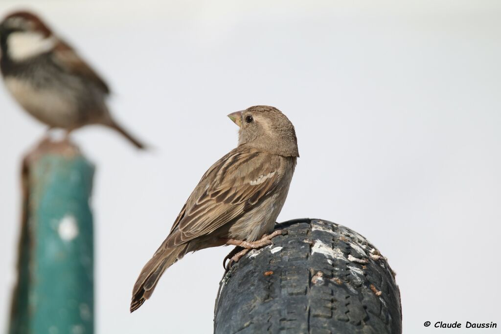 Moineau espagnol femelle