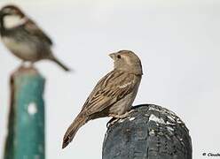 Moineau espagnol