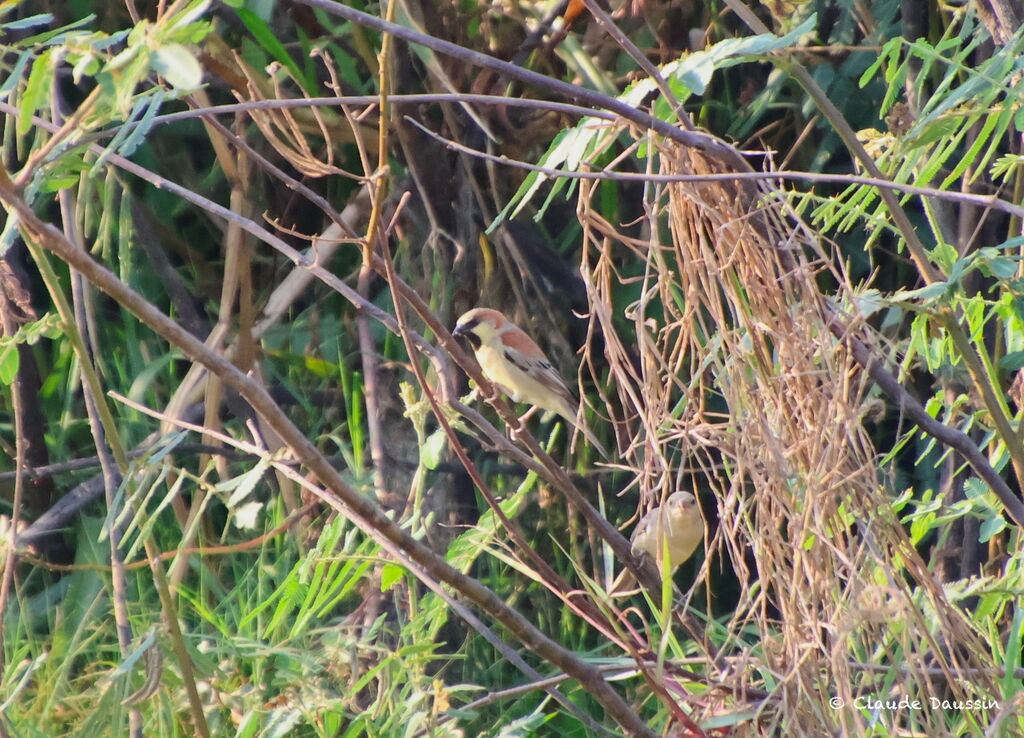 Plain-backed Sparrowadult