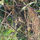 Moineau flavéole