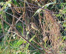 Plain-backed Sparrow