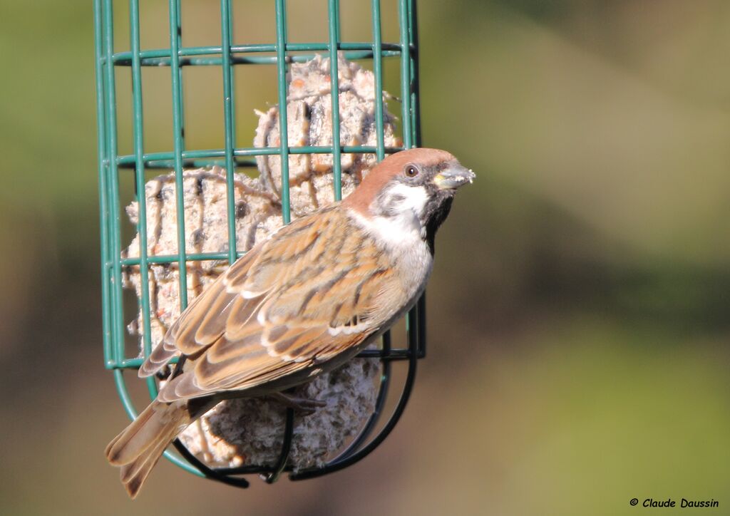 Eurasian Tree Sparrow