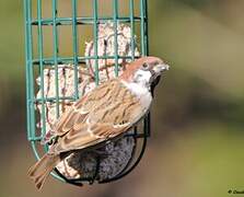 Eurasian Tree Sparrow