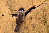 Moineau friquet