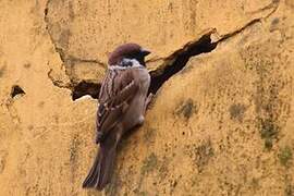 Eurasian Tree Sparrow