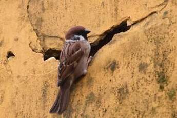 Moineau friquet