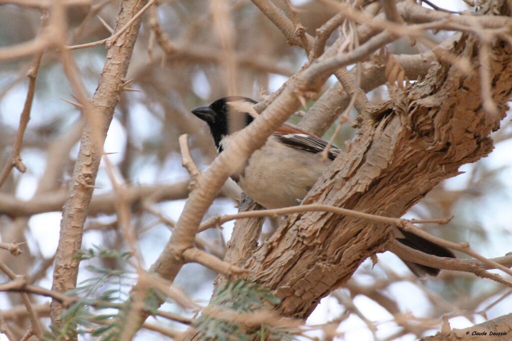 Cape Sparrow