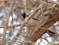 Cape Sparrow