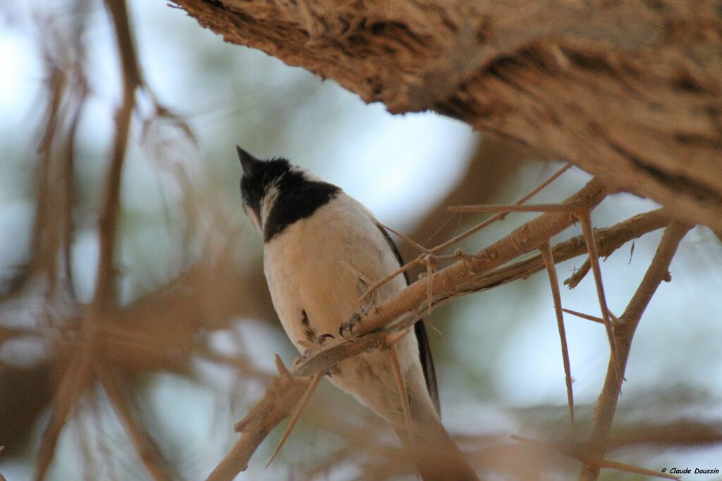 Cape Sparrow