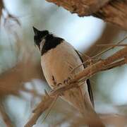 Cape Sparrow