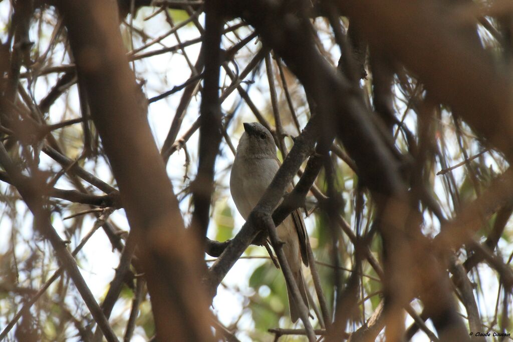 Southern Grey-headed Sparrow