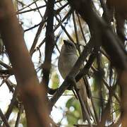 Southern Grey-headed Sparrow