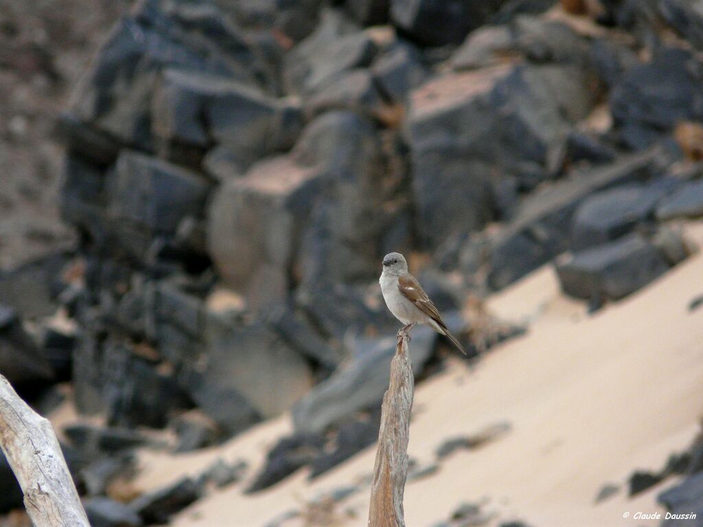 Moineau sud-africain