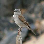 Southern Grey-headed Sparrow