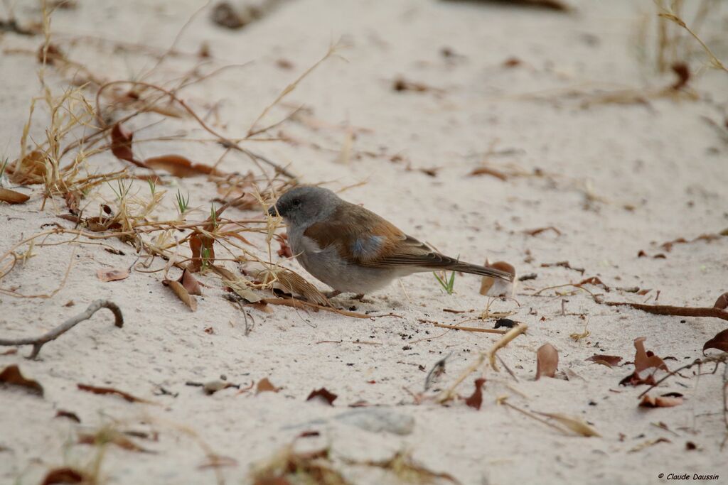 Southern Grey-headed Sparrow