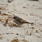 Moineau sud-africain