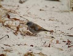 Southern Grey-headed Sparrow