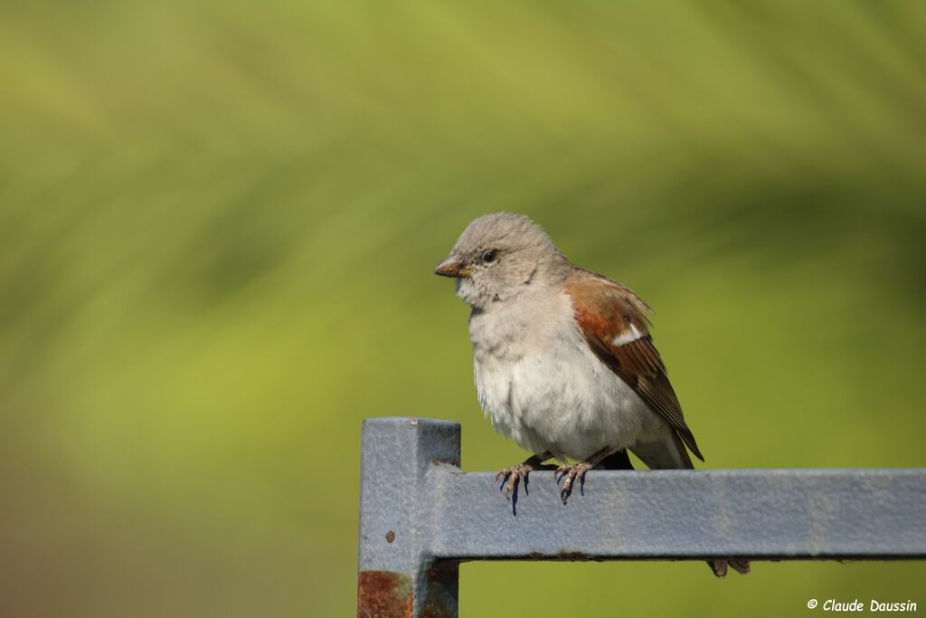 Southern Grey-headed Sparrow