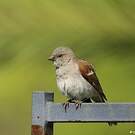 Moineau sud-africain