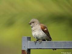 Southern Grey-headed Sparrow