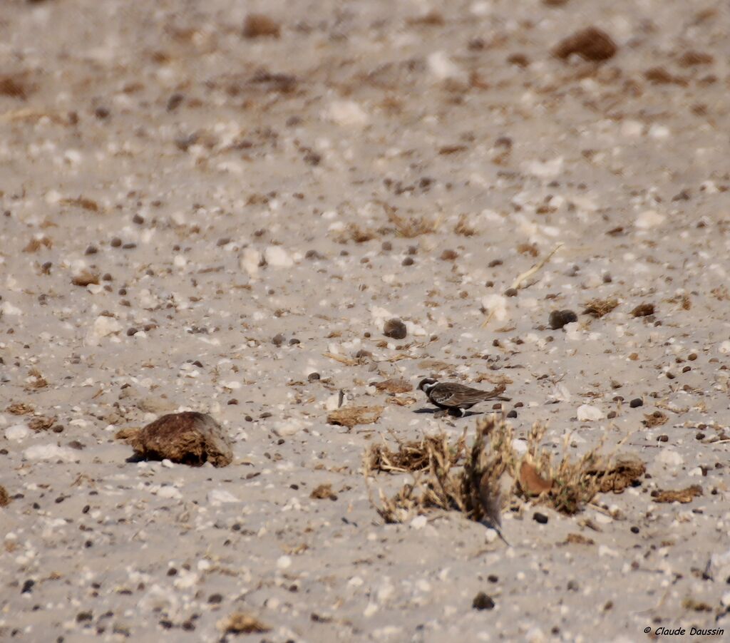 Grey-backed Sparrow-Lark