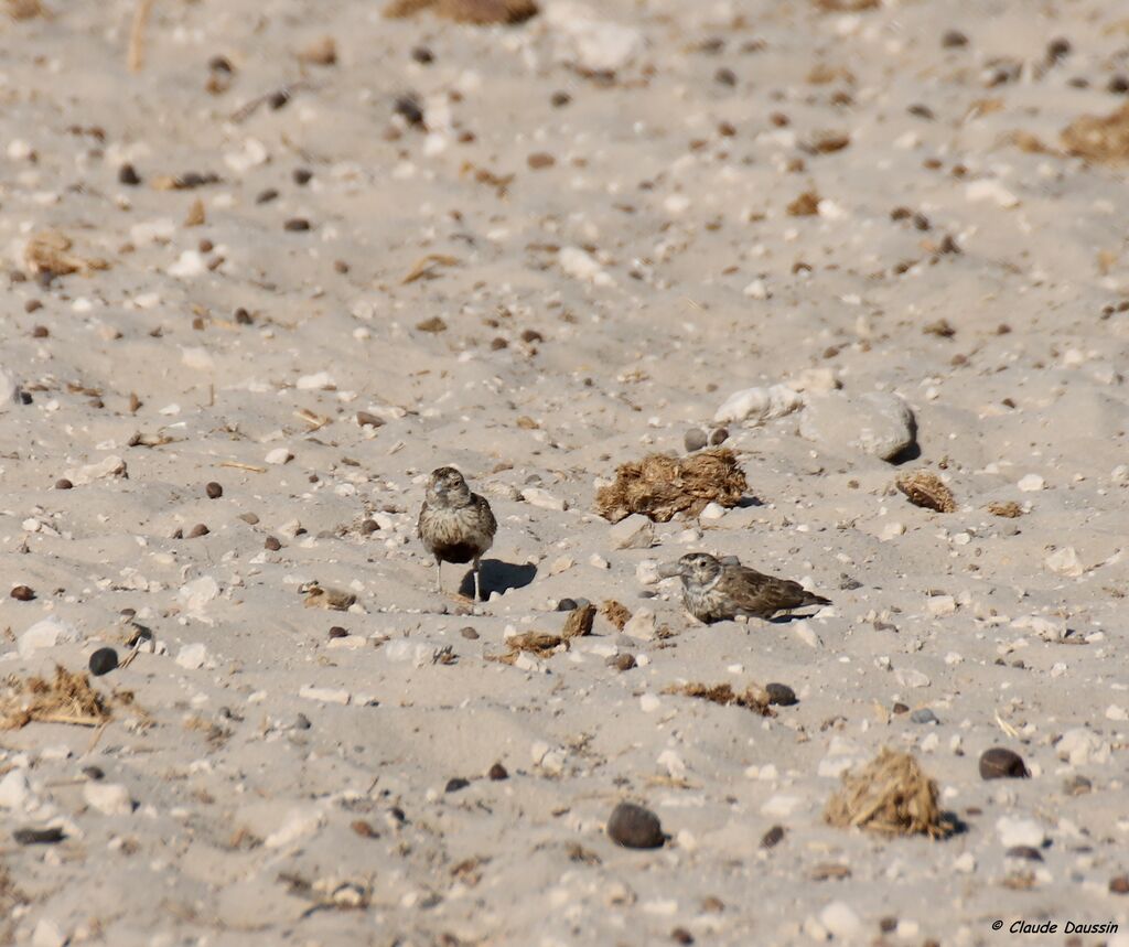 Grey-backed Sparrow-Lark