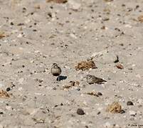 Grey-backed Sparrow-Lark