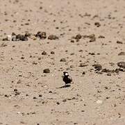 Grey-backed Sparrow-Lark