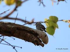 Blue Rock Thrush