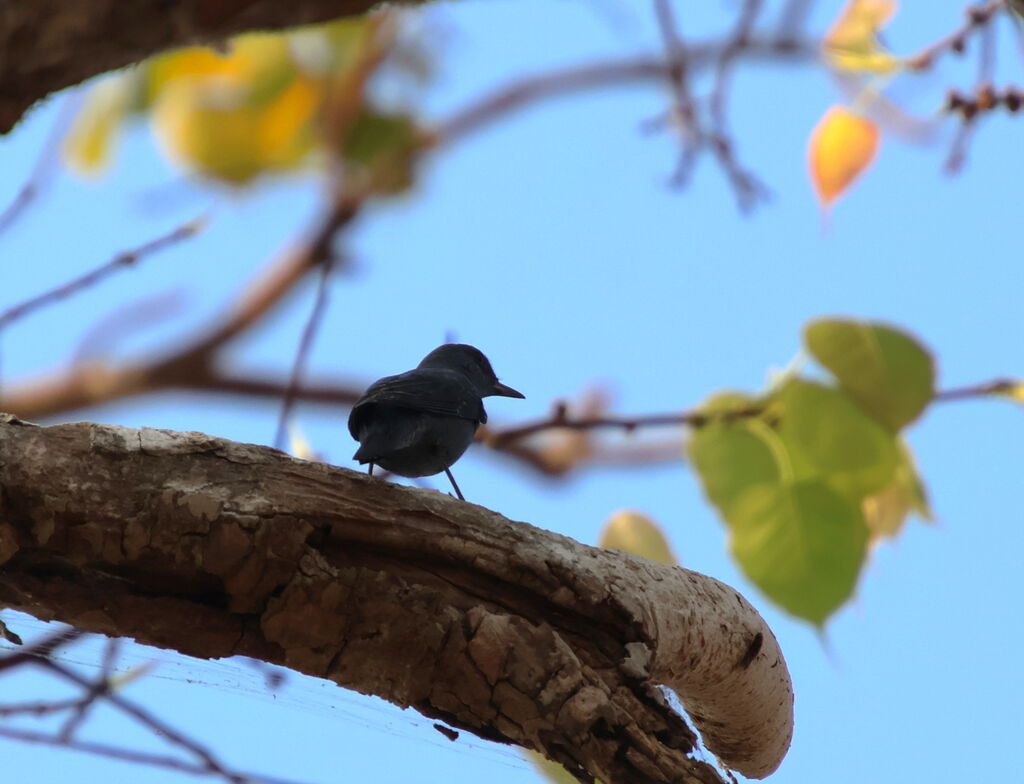 Blue Rock Thrush